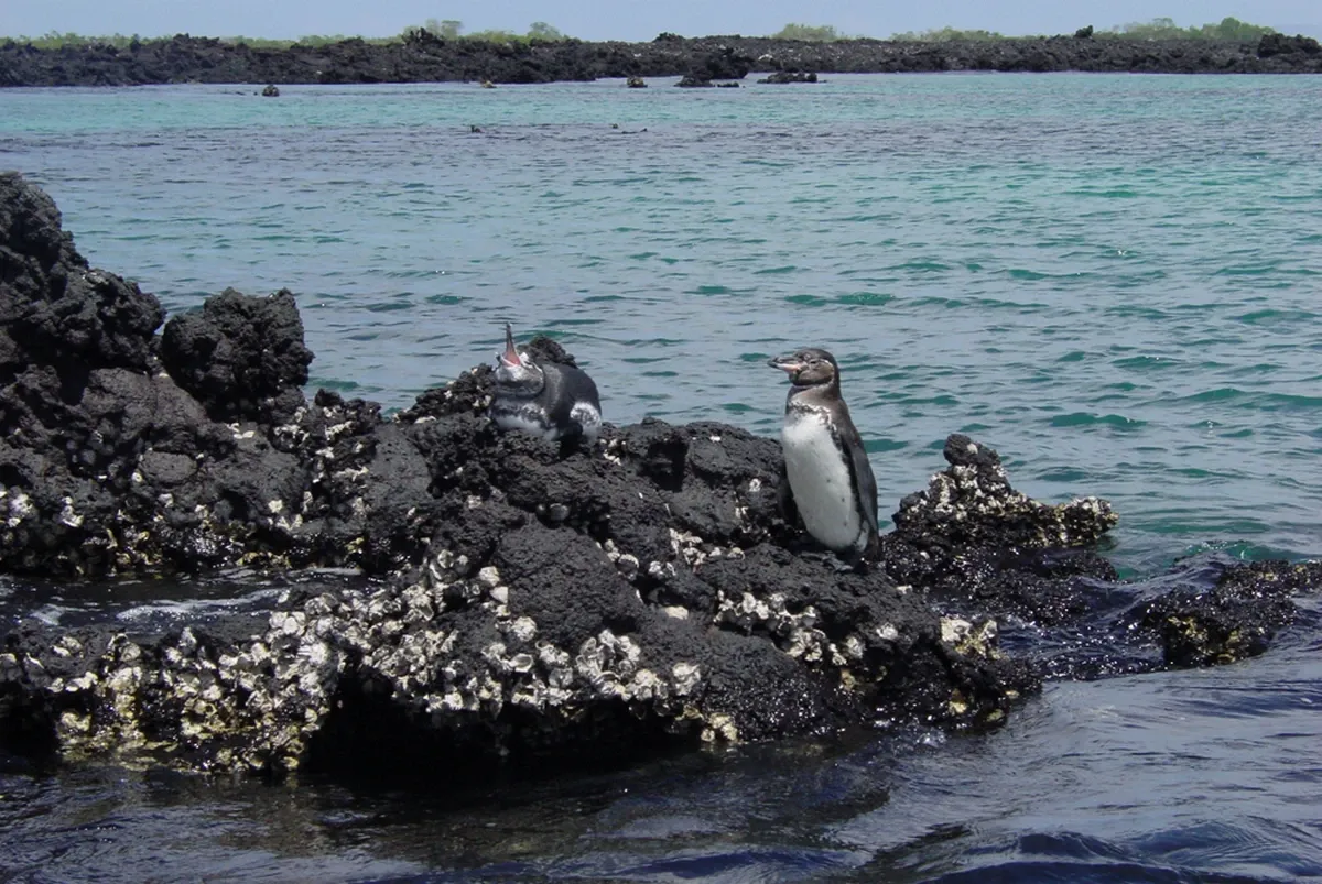 Avalon_Waterways_Galapagos_b51bf52a94.webp