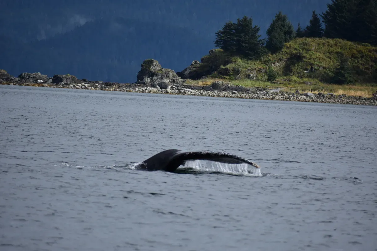 Disney_Cruise_Line_alaska_whale_watching_c7779b28ec.webp